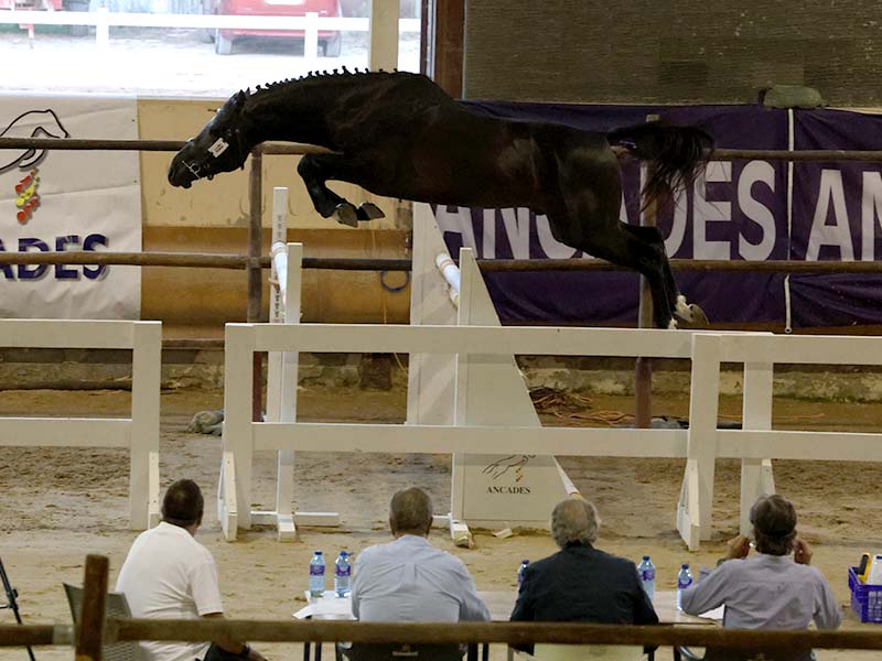 Finalizó el XXXIV Concurso Morfológico de ANCADES