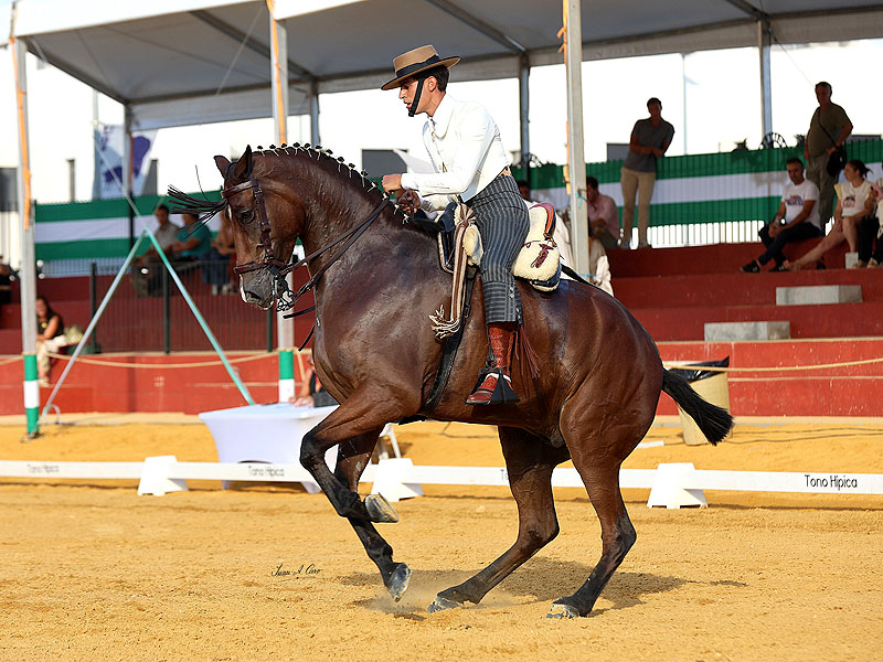 Cuatro medallas para el CDE en el Cto. de Andalucía de Doma Vaquera de Caballos Jóvenes