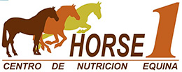 Horse 1